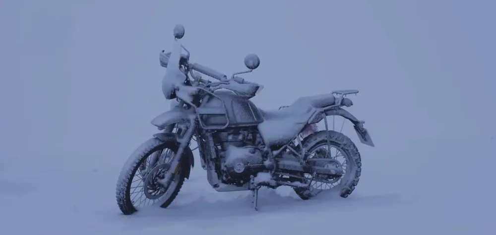 himalayan